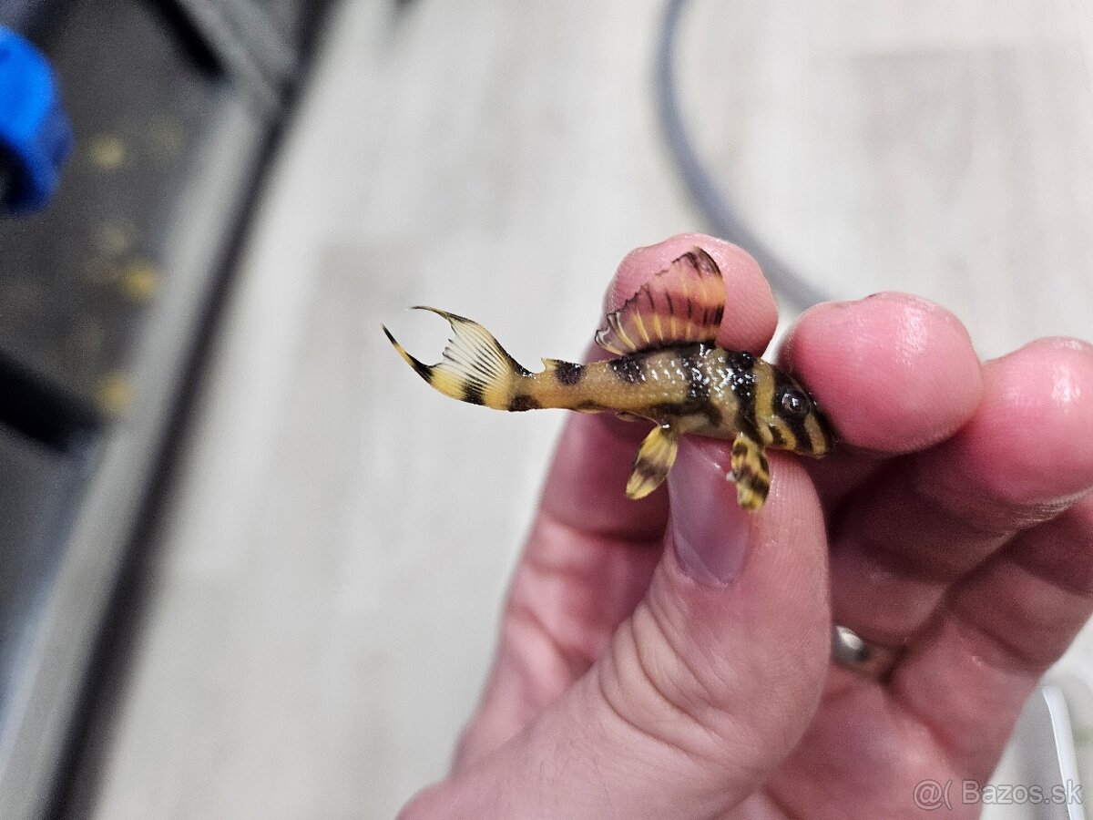 L 333 Gold line AAA - odchov - 2