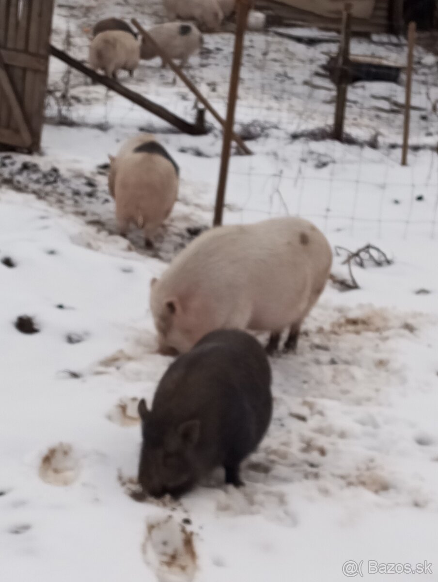 Vietnamske bio prasata - 2