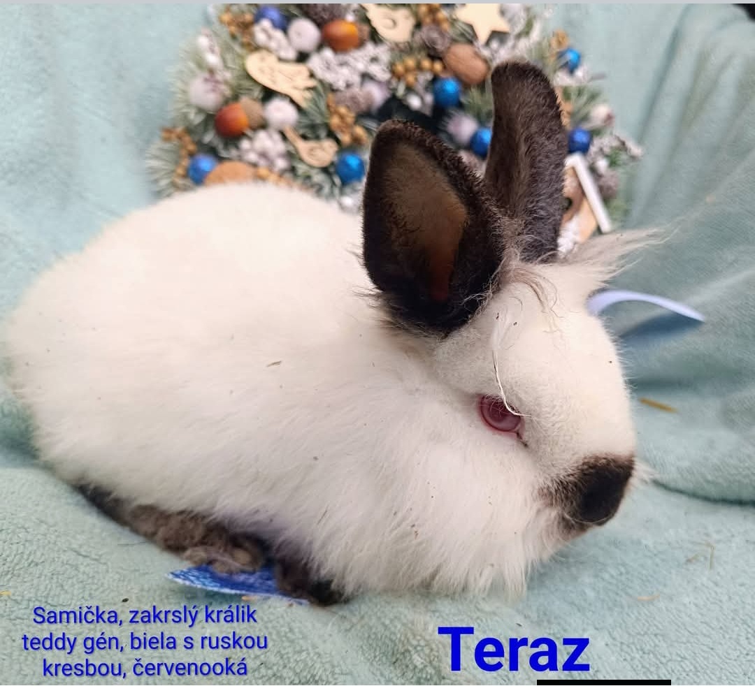 Zakrslý králik teddy gén s VP - samička - 2