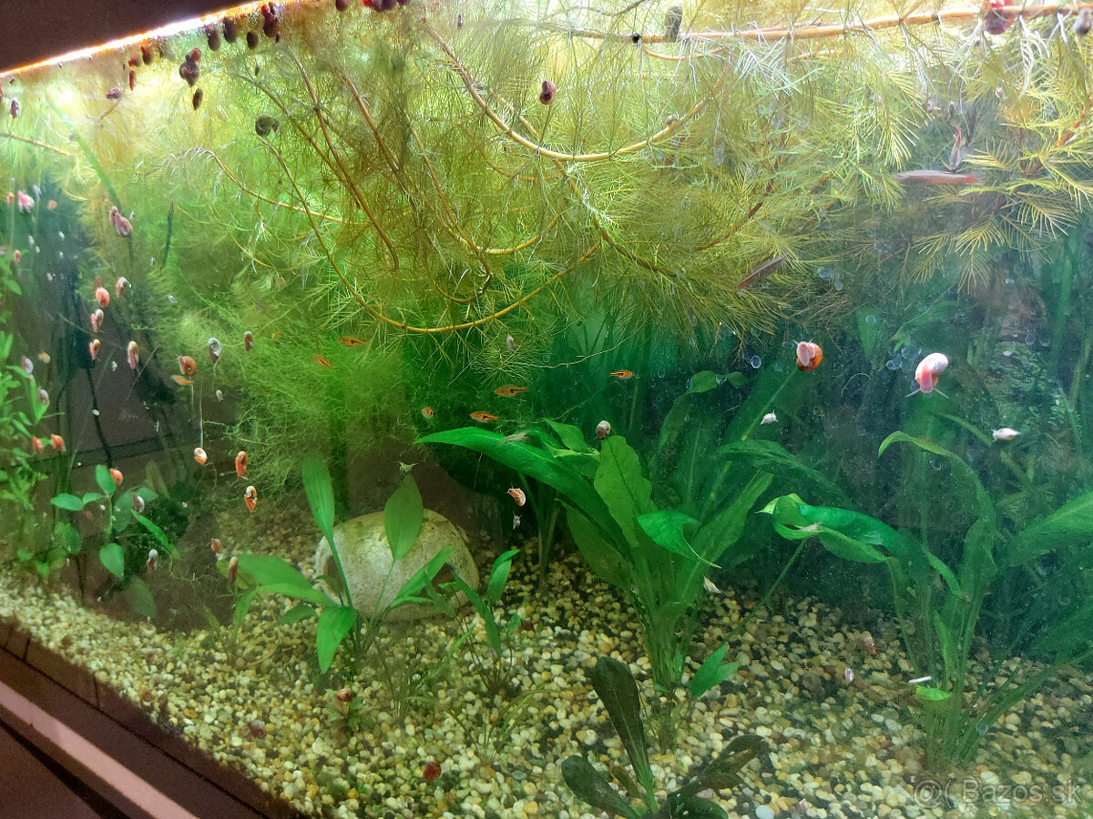 Akvarijné rastliny, Myriophyllum - 2