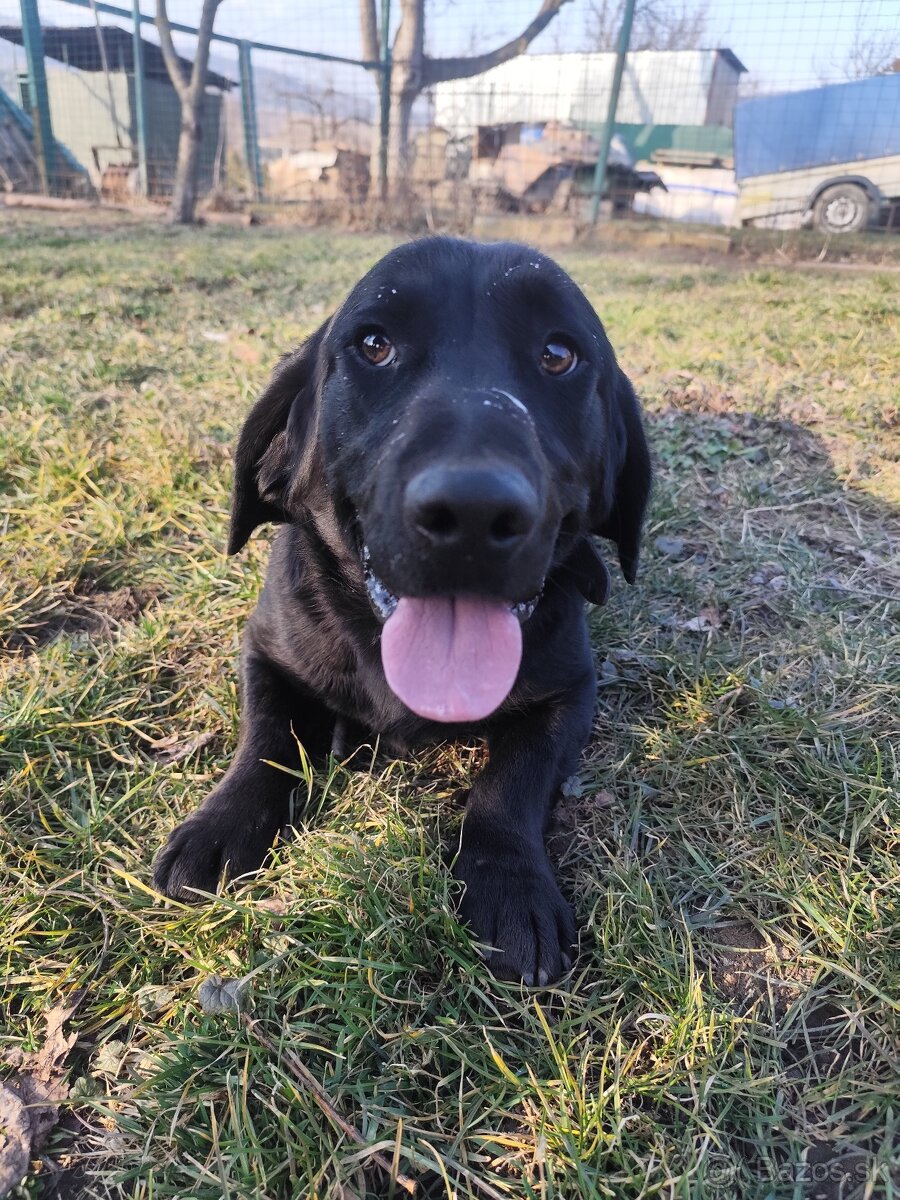 Predám psa - 2