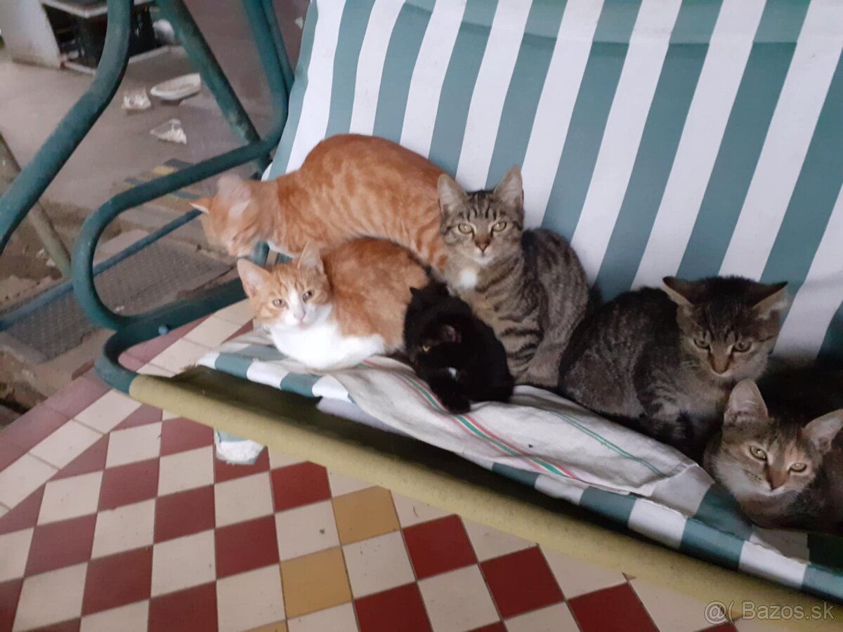 Darujem mačičky - 2