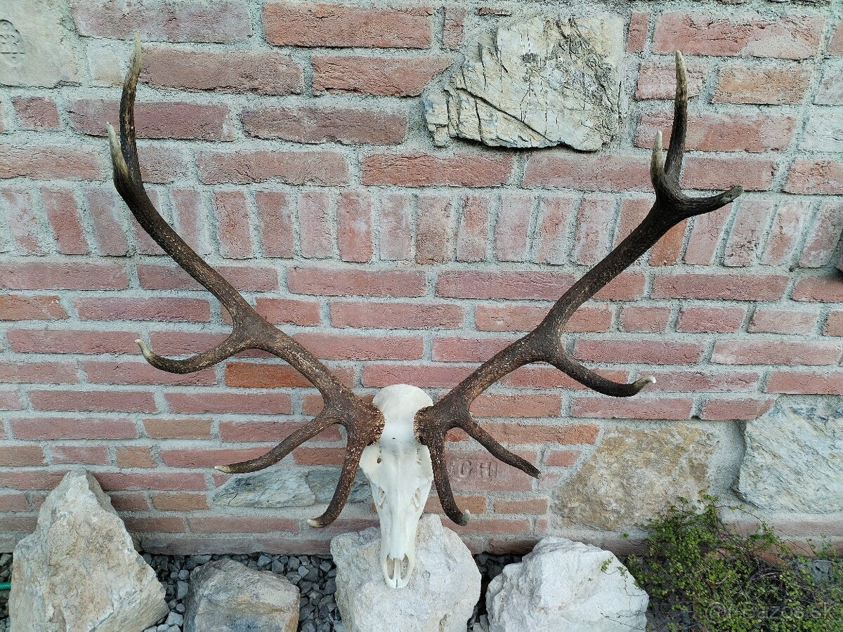 Trofej jeleňa - 2