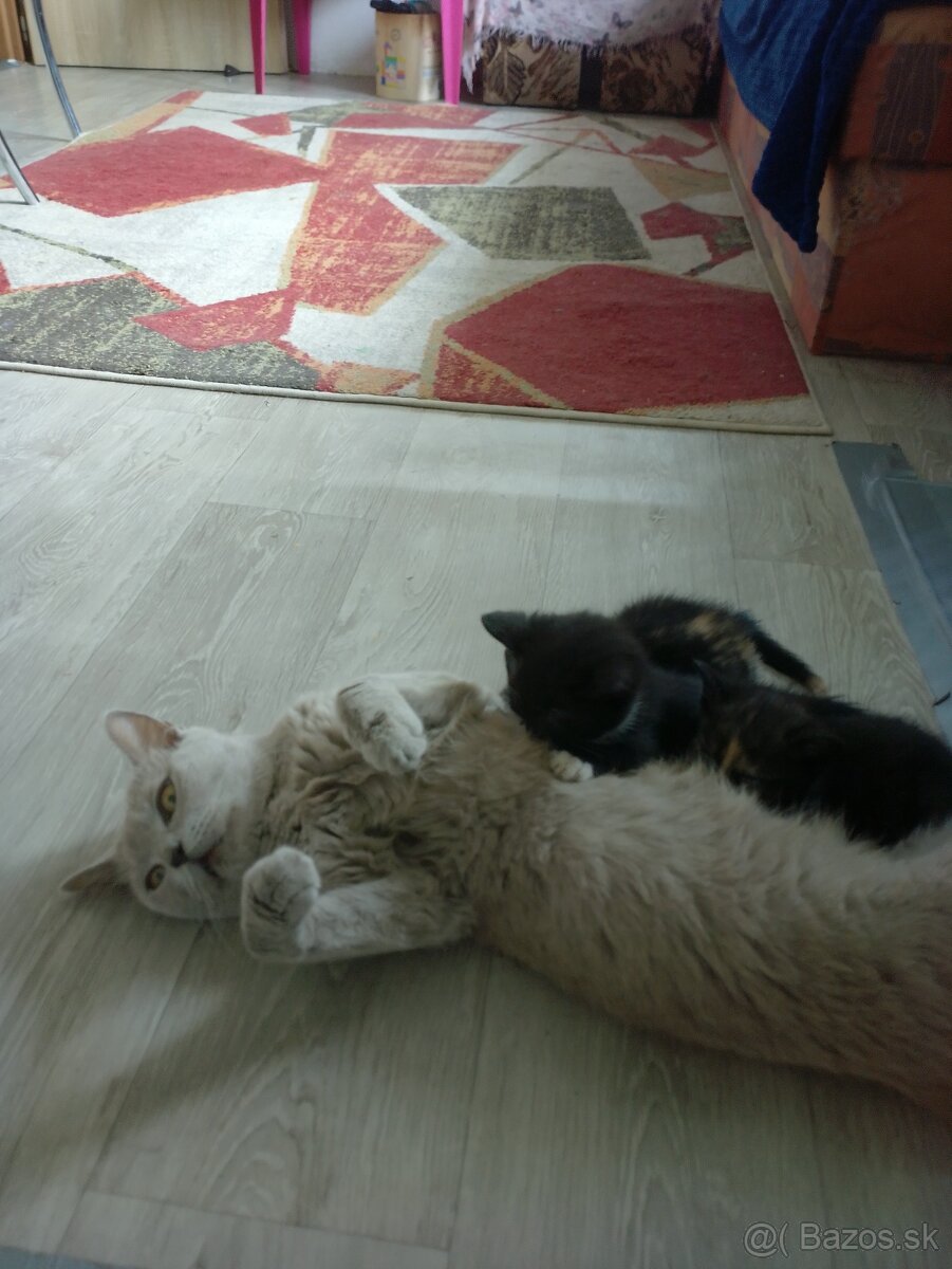 Darujem mačiatka - 2