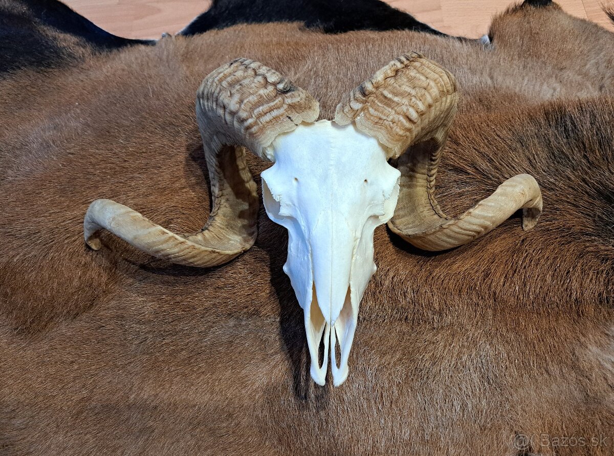 Trofeje, baran a cap - 2