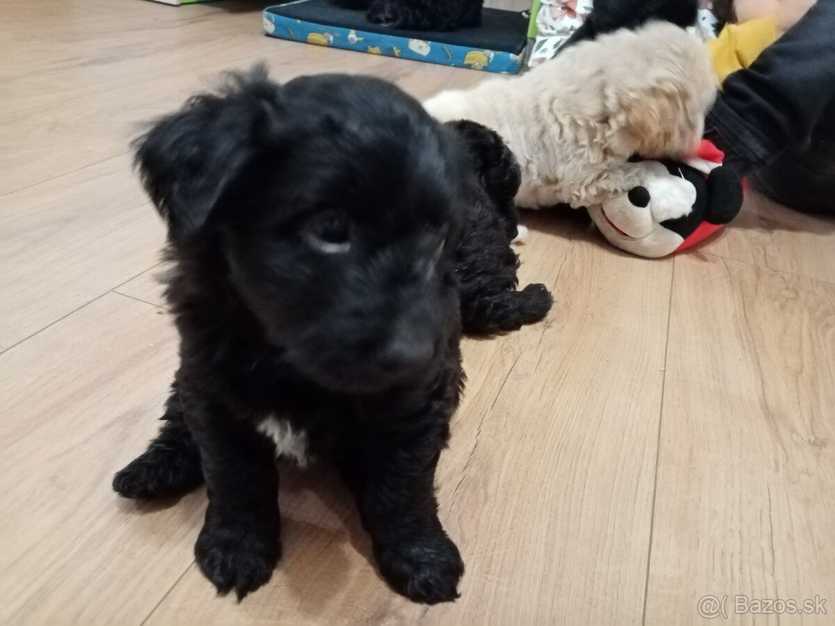 Kríženec pudla - 2