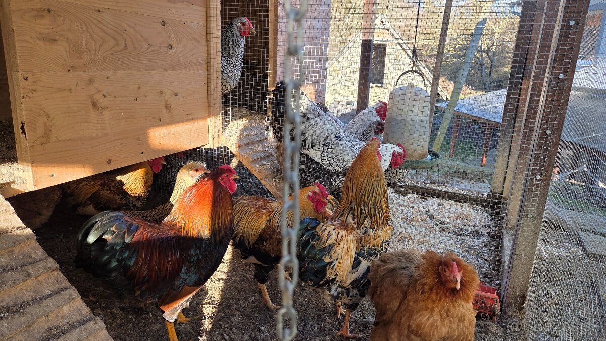 Predám kohútov - mix (zdrobnelá) - 2