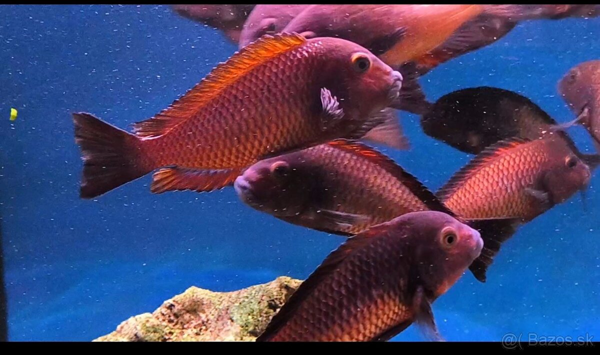 Tropheus Ndole Red Fluorescent - 2