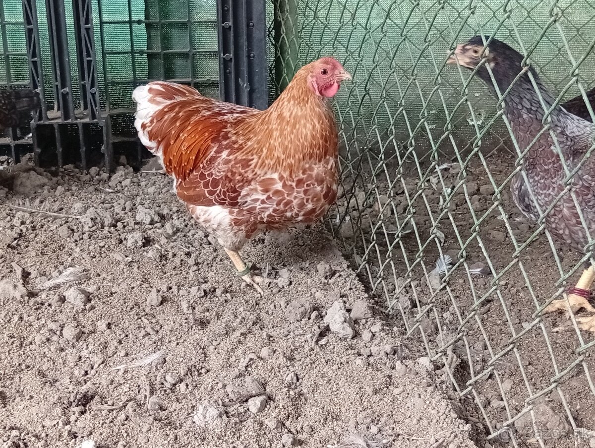 Wyandotkak zdrobnela - 2