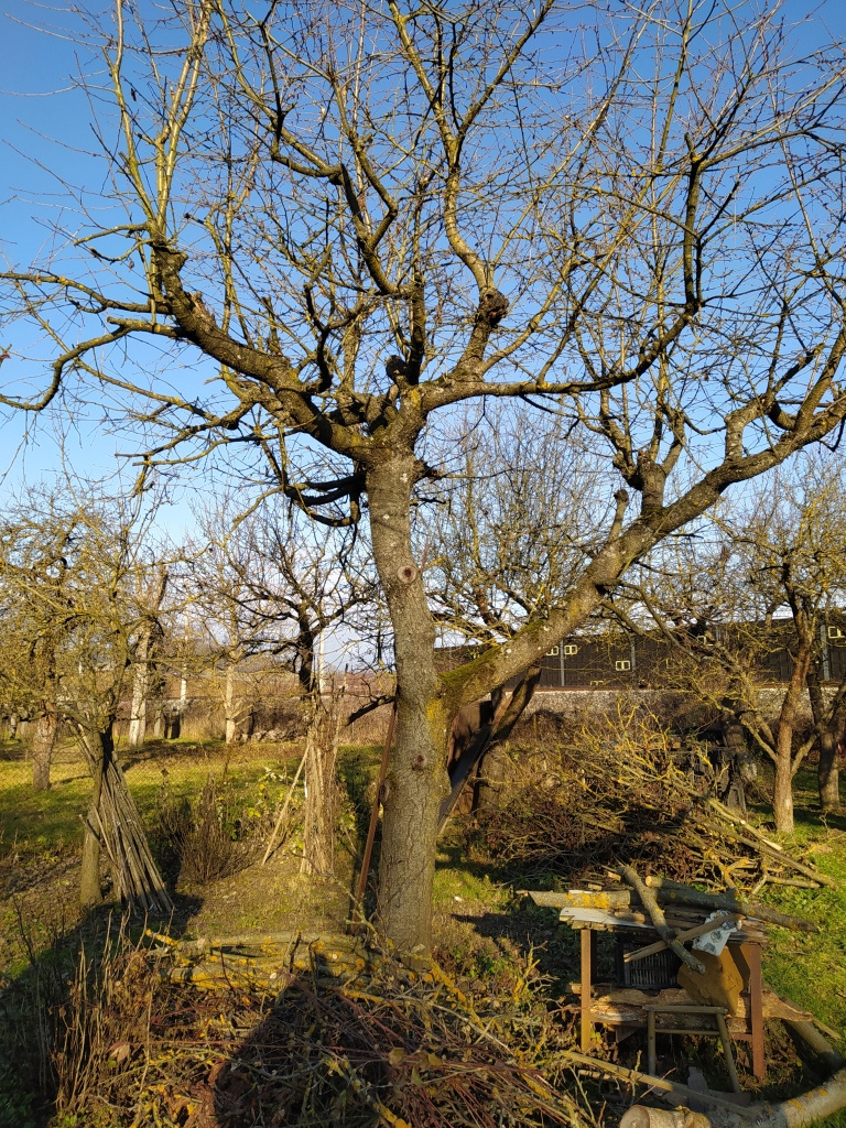 Čerešňové drevo - 2