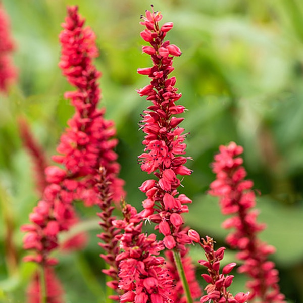 Persicaria red - 2
