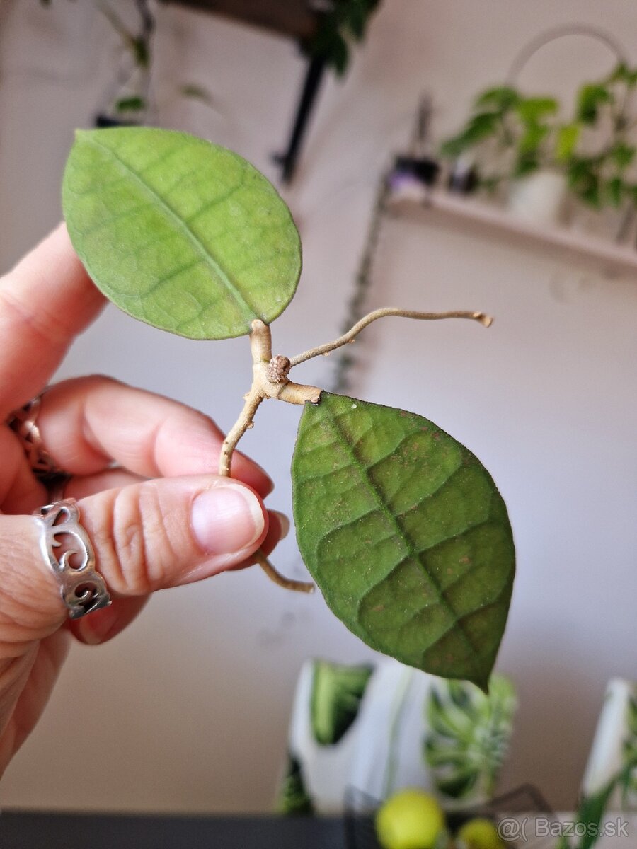 Hoya aff lambii red - 2