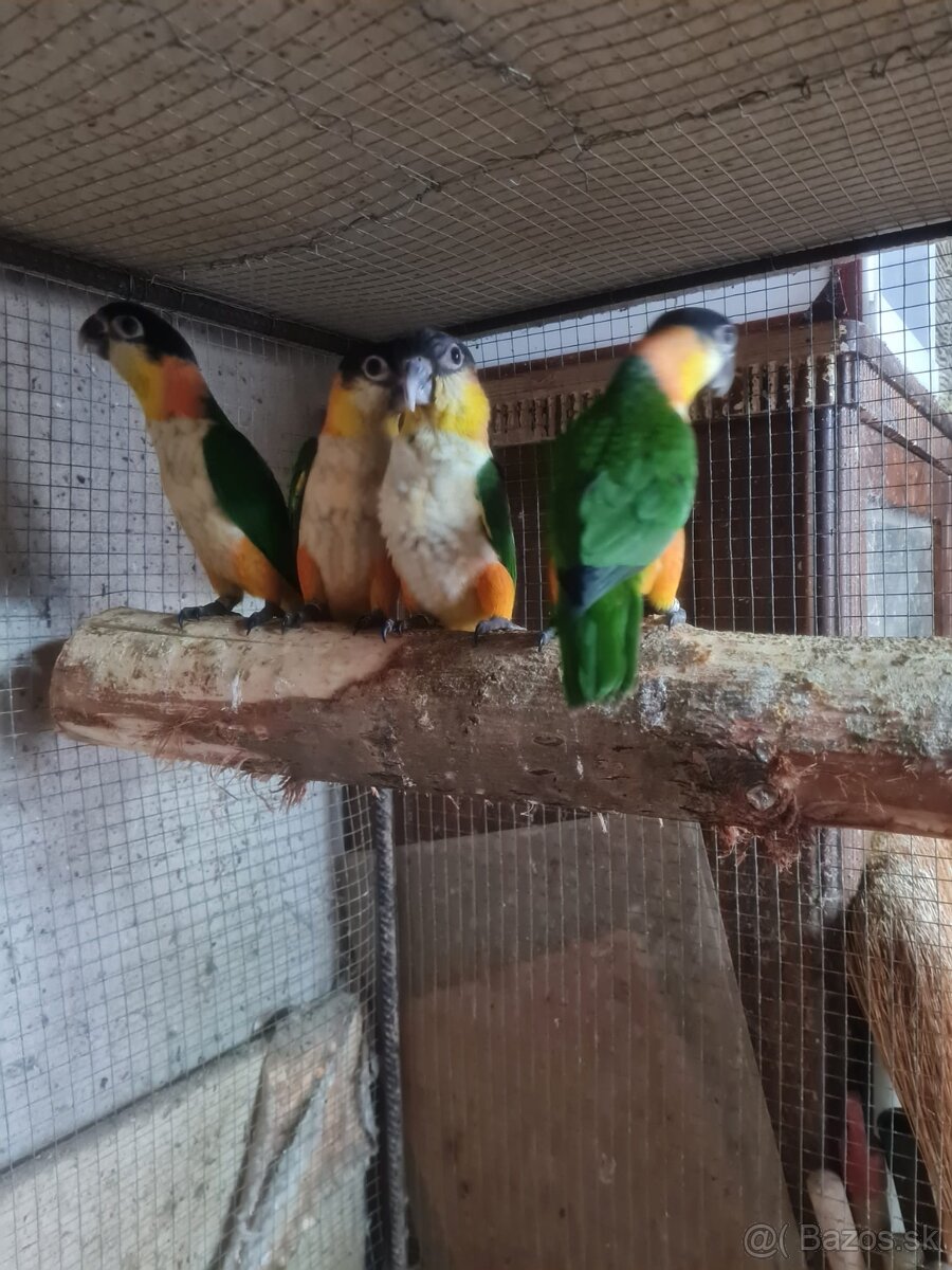 Amazonik čierotemenny - 2