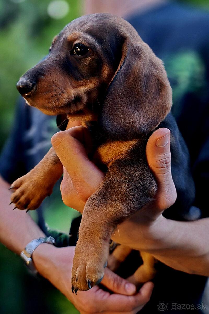 Jazvečík štandard šteniatko - 2