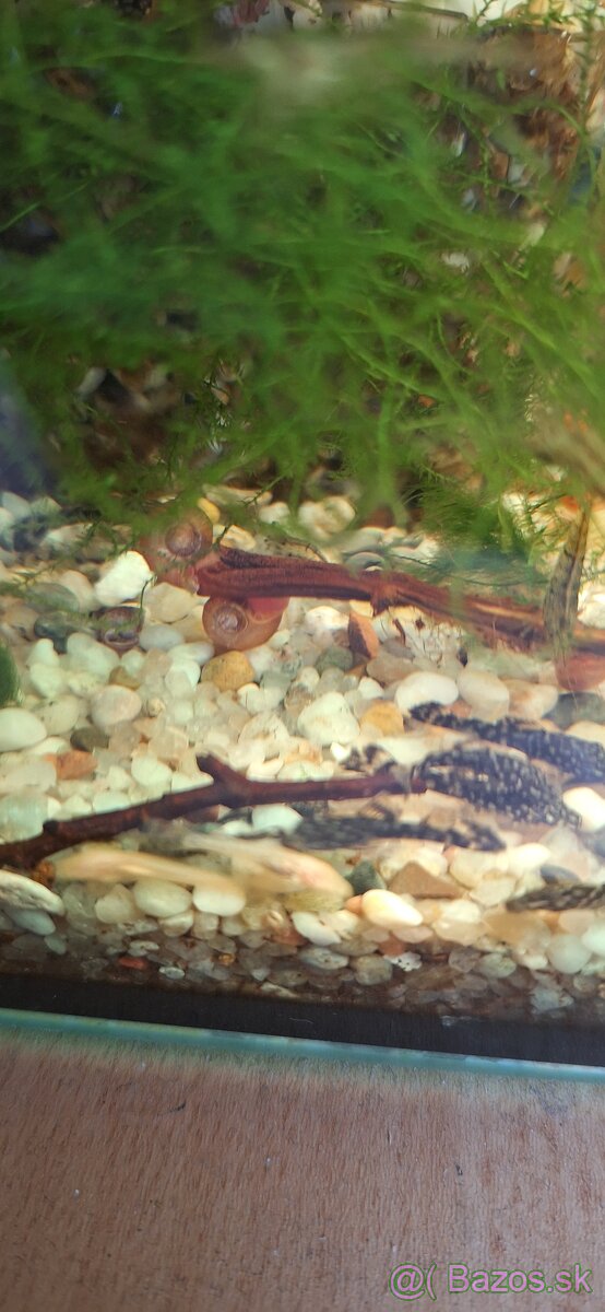 Darujem prísavníky a mach - 2