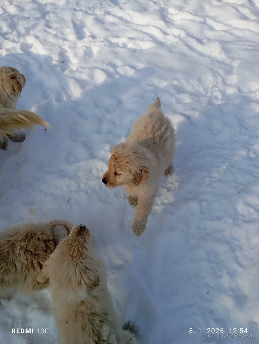 Zlatý retriever - 2