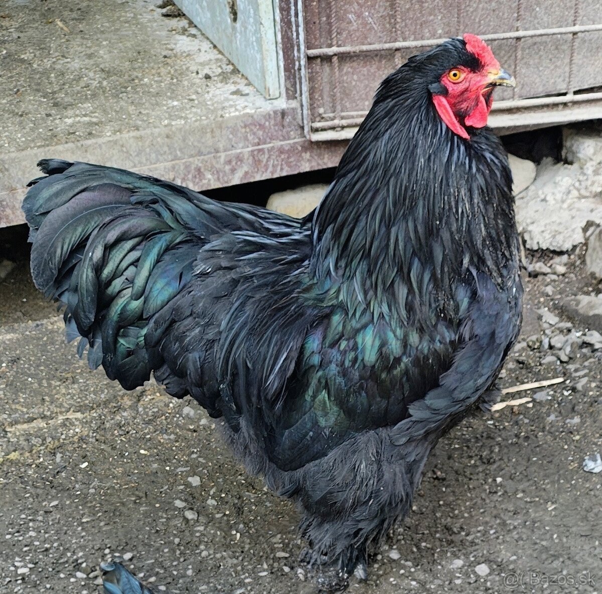 Brahman - čierny - 2