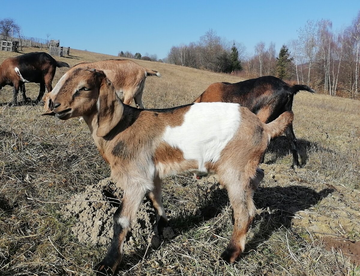 Anglonubijsky capko - 2