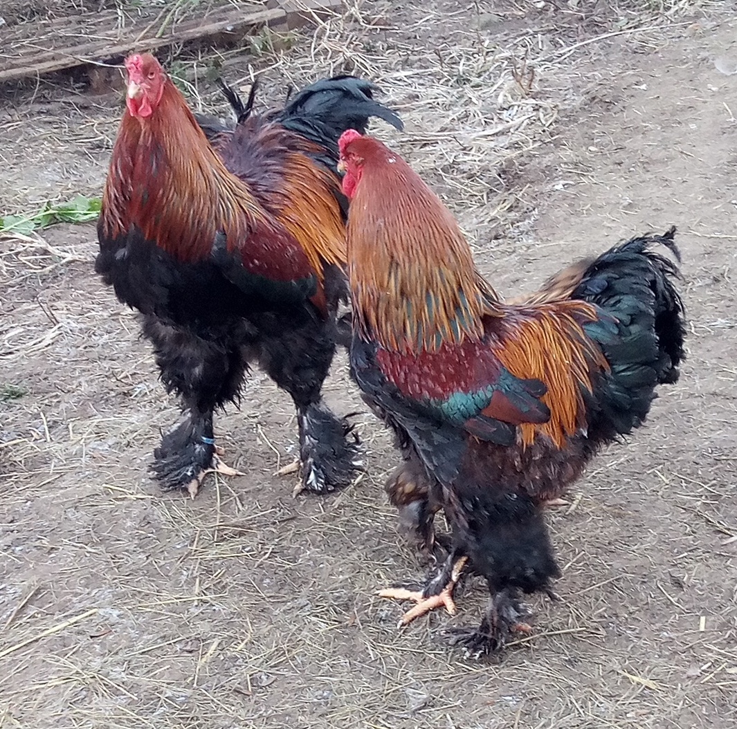 Brahmanky jarabičie NV - 2