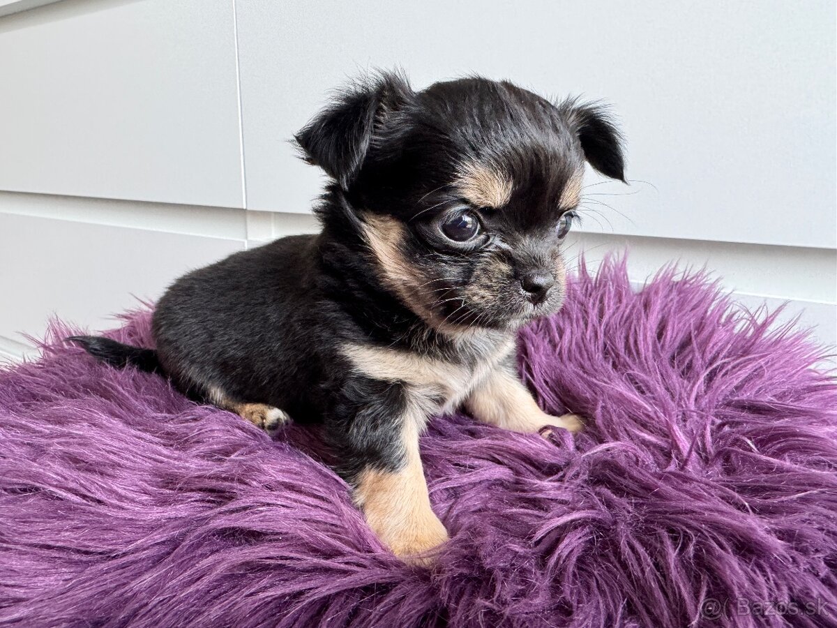 Predám šteniatka čivavy bez PP - 2