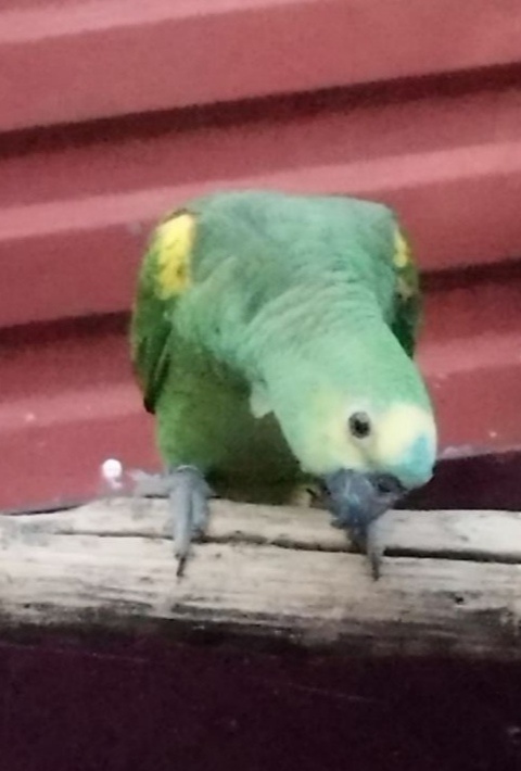 Amazoňan modročelý - 2