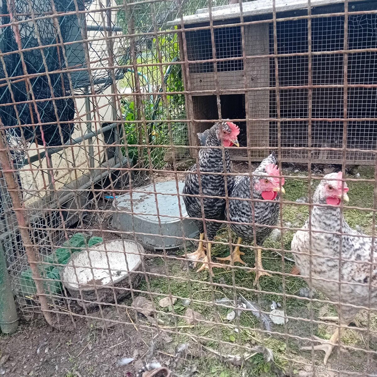 Kohúty na predaj - 2