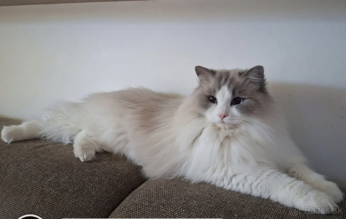 Ragdoll - 2