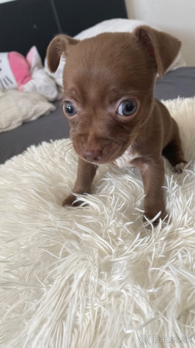 🐶Šteniatko Čivava 🐶 - 2