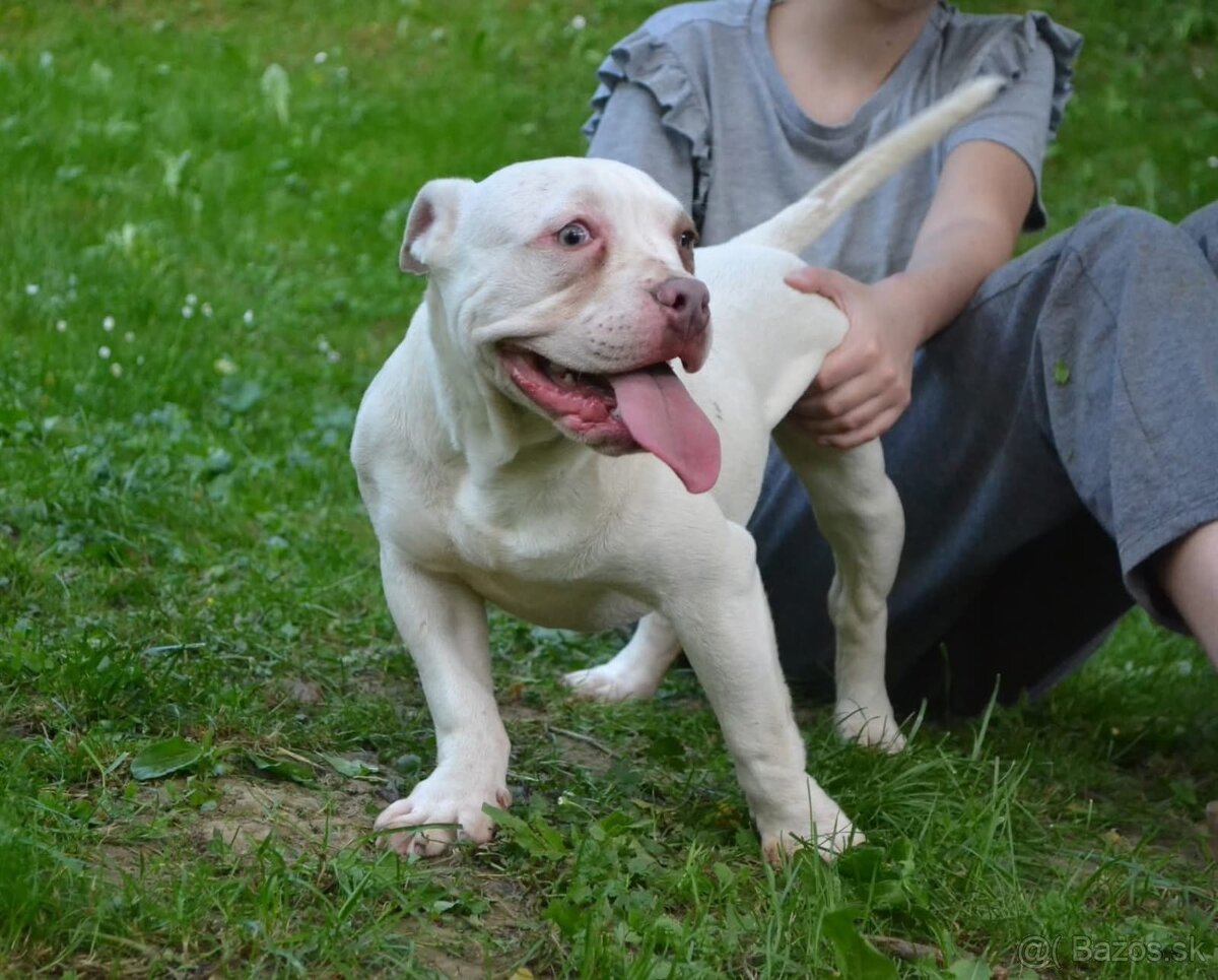 Fenka na adopciu - 2