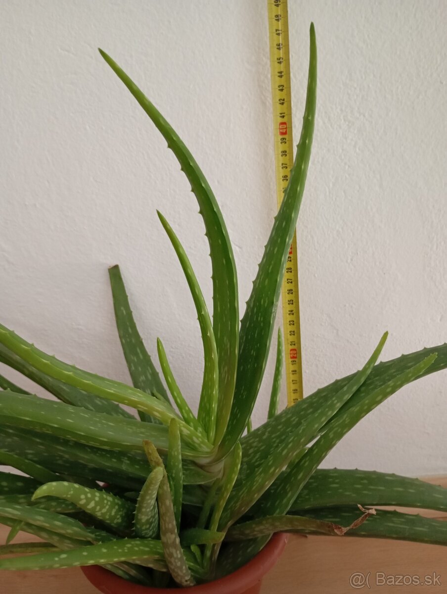 Fíkus Benjamín, oleander, aloe - 2