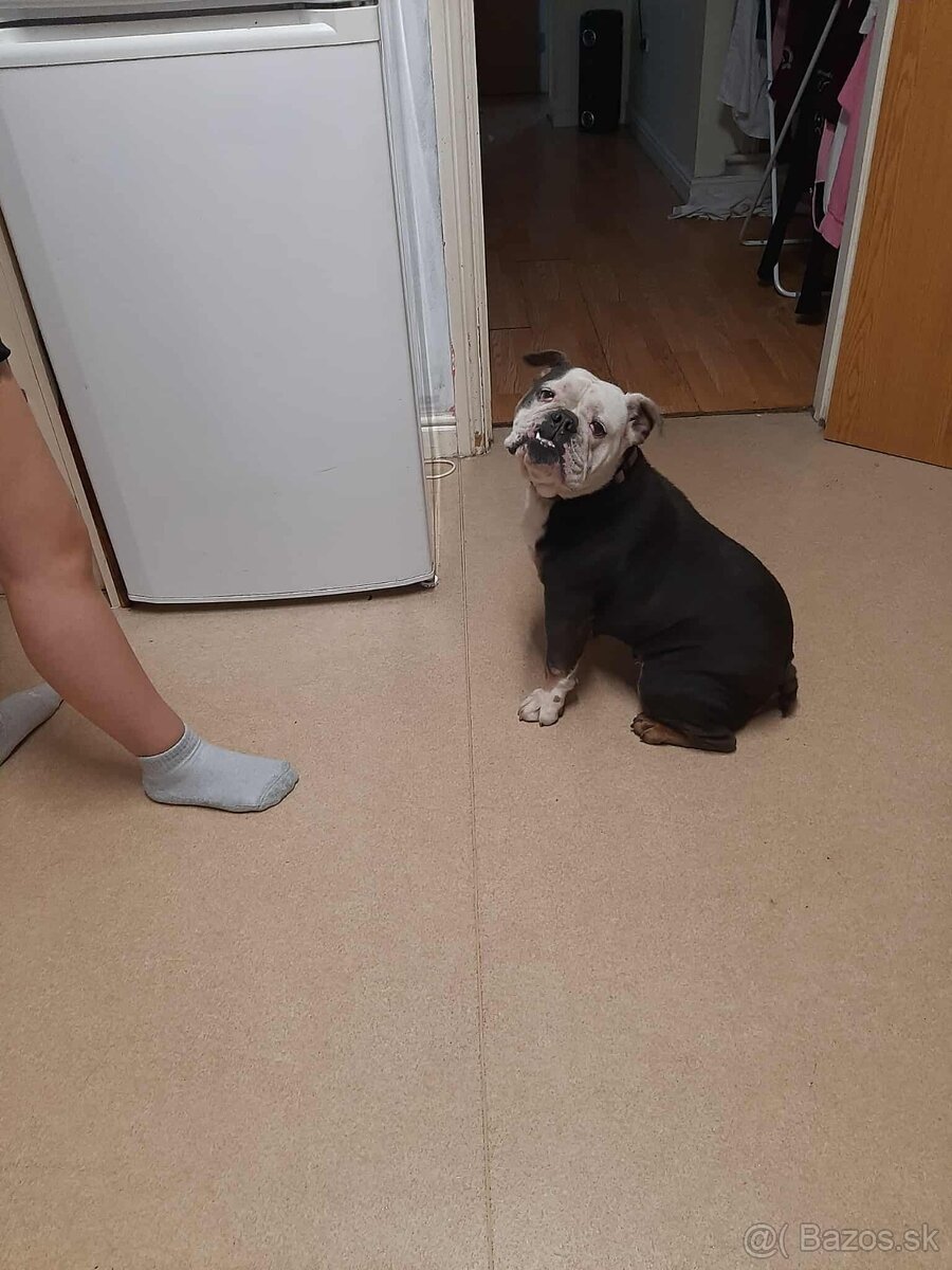 2 rocna sucka na predaj anglicky buldog - 2