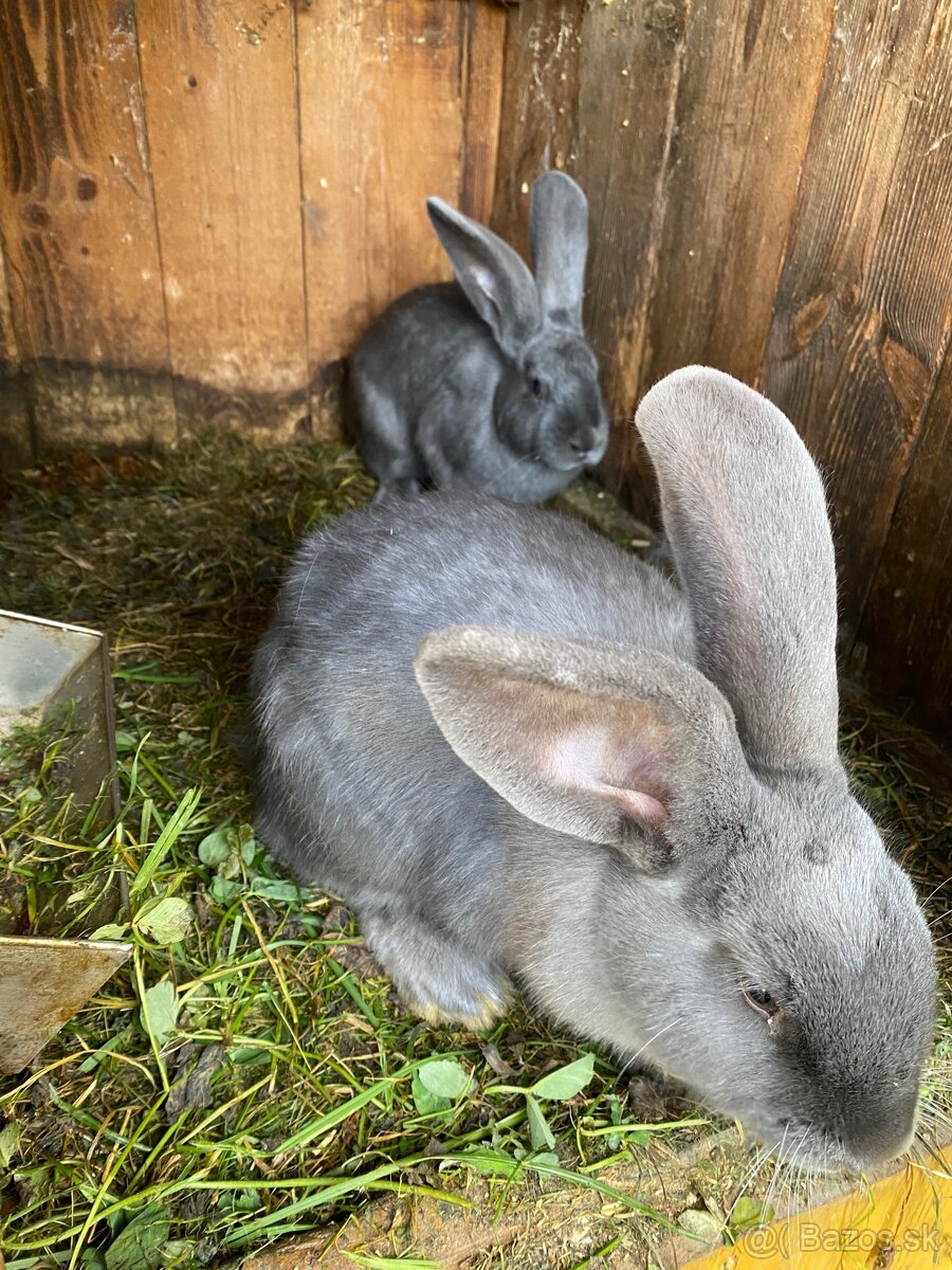 Predám zajacov - 2
