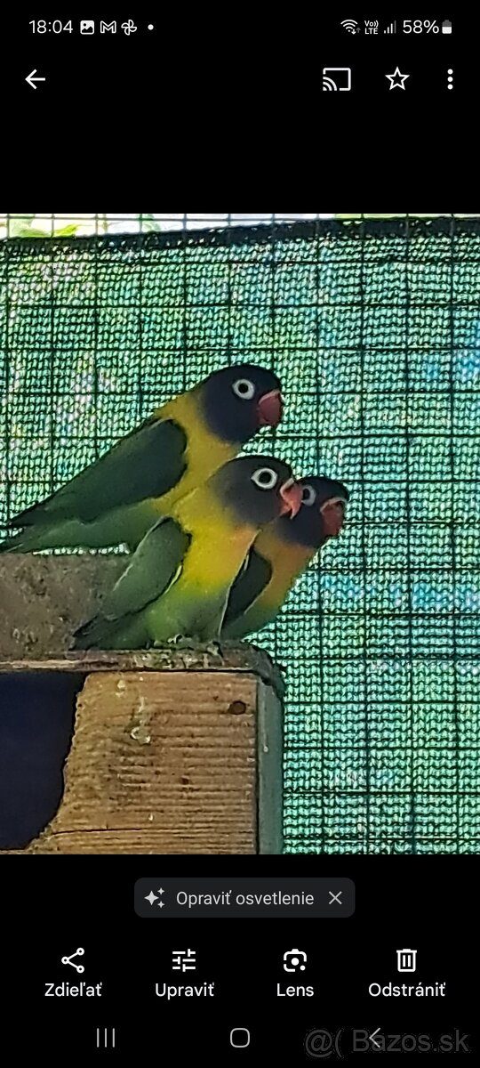 Agapornis škraboškový - 2