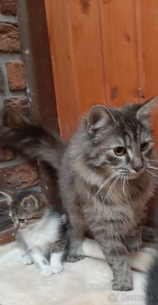 Darujem mačiatka - 2