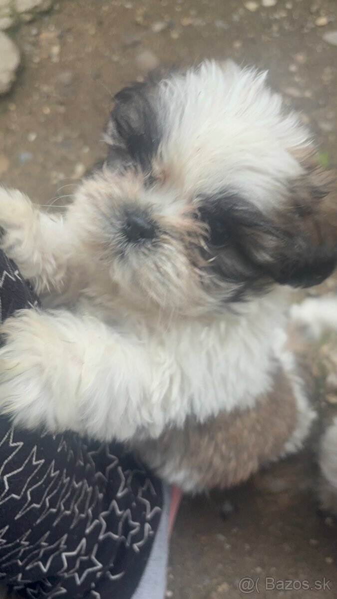 Krasne steniatko shitzu❤️❤️ - 2