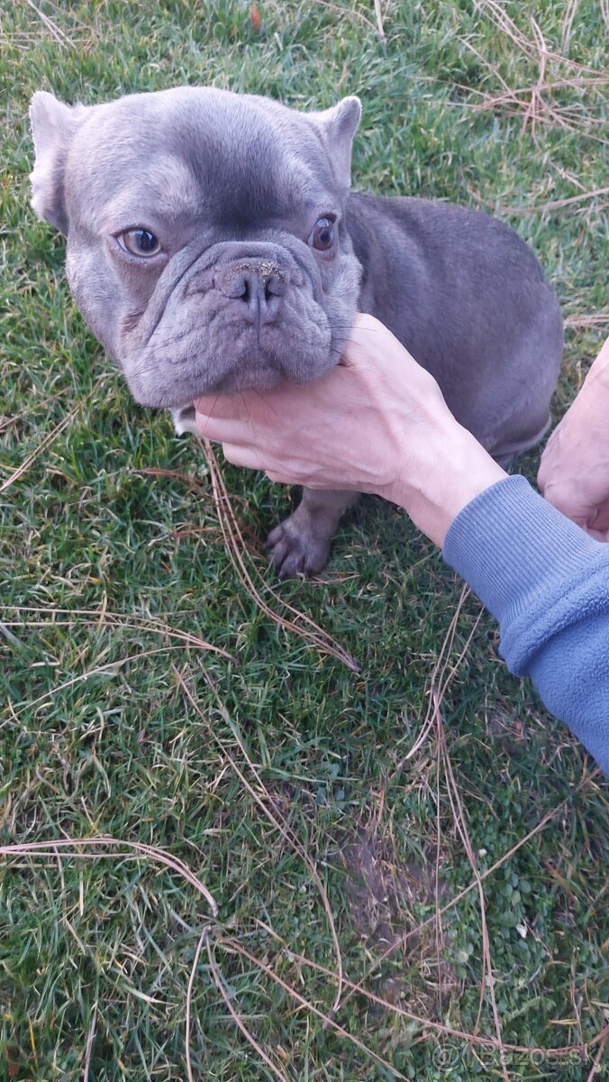 Francúzsky buldoček kryrie - 2