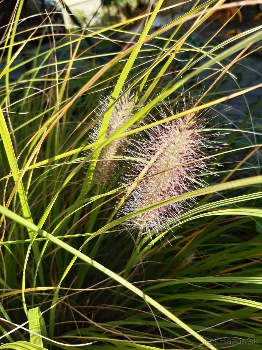 Pérovec psiarkovitý - semená trávy - 2