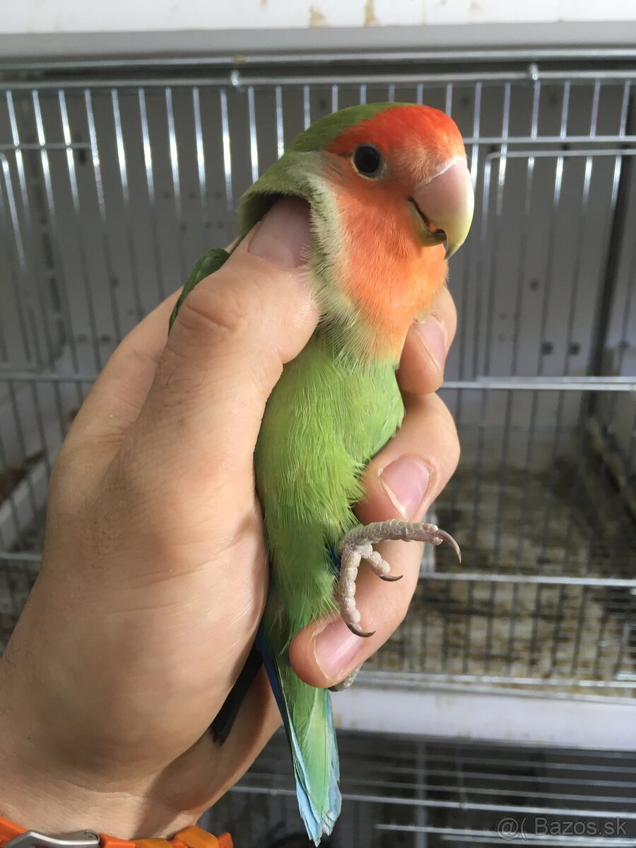 3 samice Agapornis ružovohrdly ( Roseicollis ) - 2