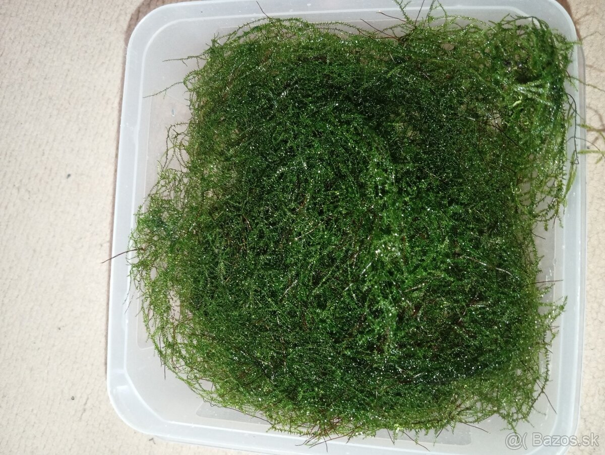 predam mach do akvaria / Java moss (Jávsky mach) - 2