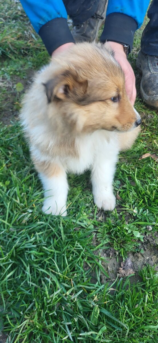 Kólia dlhosrstá - 2