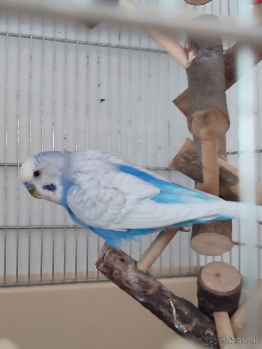 Andulka – dvojročný samček s kompletnou výbavou 🐦 - 2