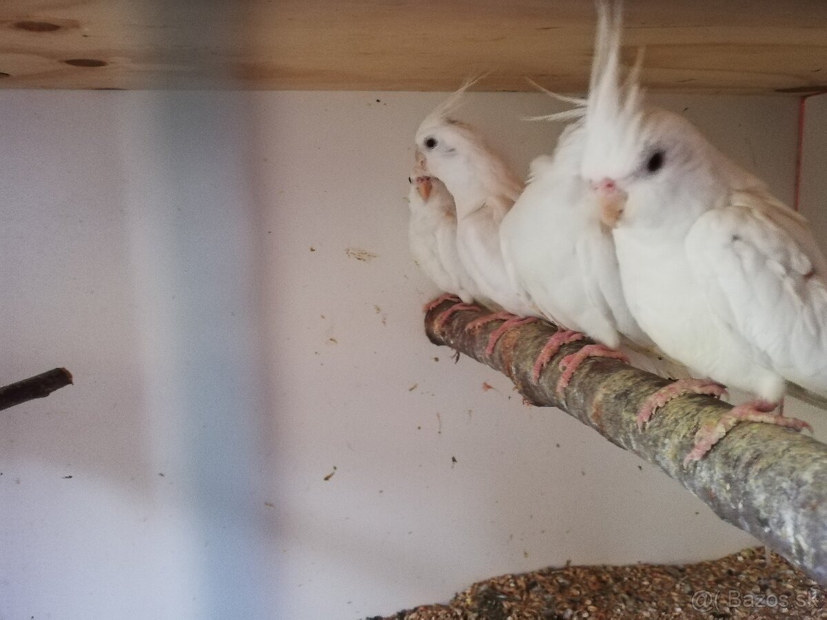 Korely albino biele - 2