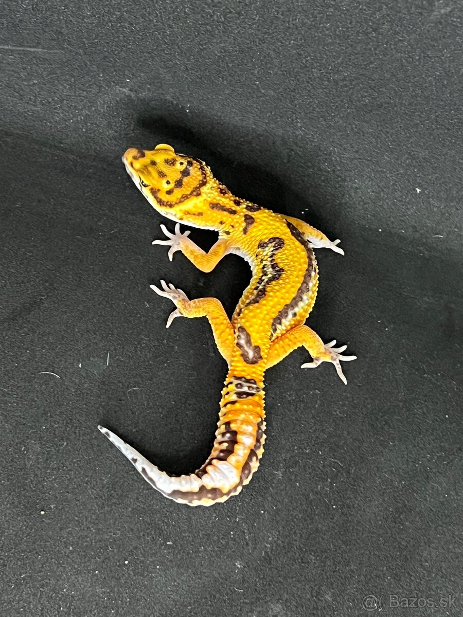 Gekončík nočný - 2