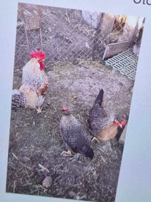 Násadové vajíčka - 2