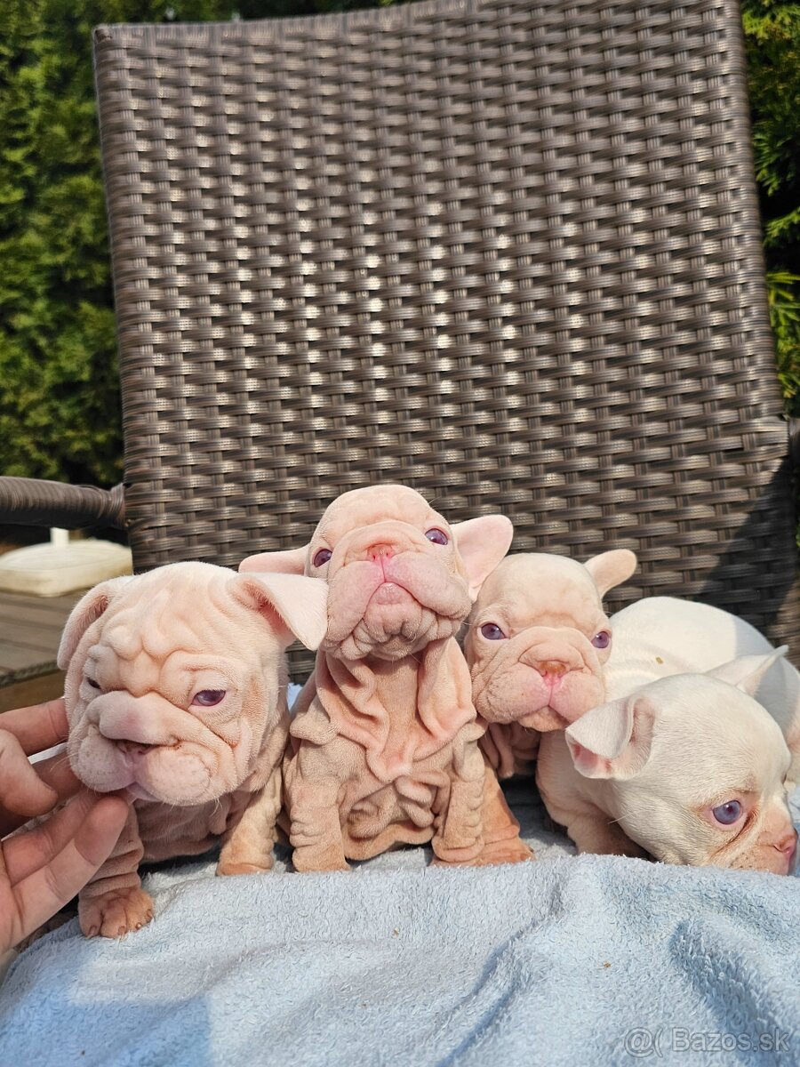 Francúzsky buldoček visual pink - 2