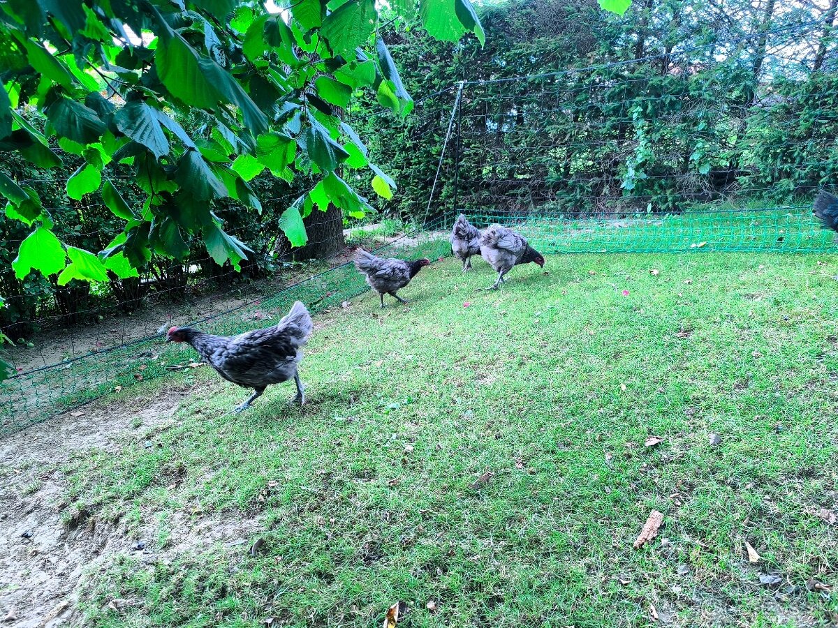 Predám kohútov australorp, olive mix - 2
