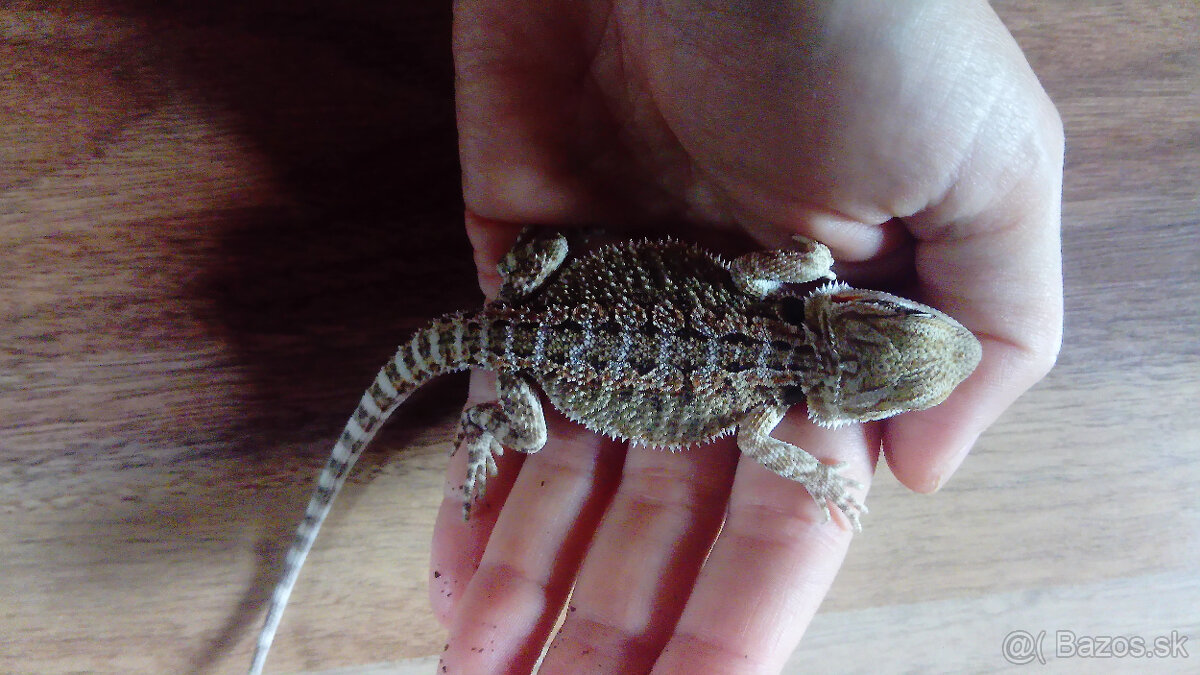 Mláďa agamy bradatej - 2