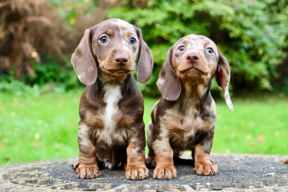 Šteniatka čivavy a jazvečíka s rodokmeňom na adopciu - 2