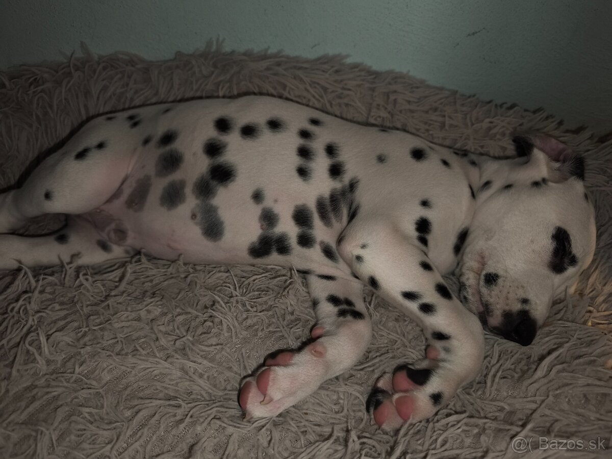 Dalmatin - 2