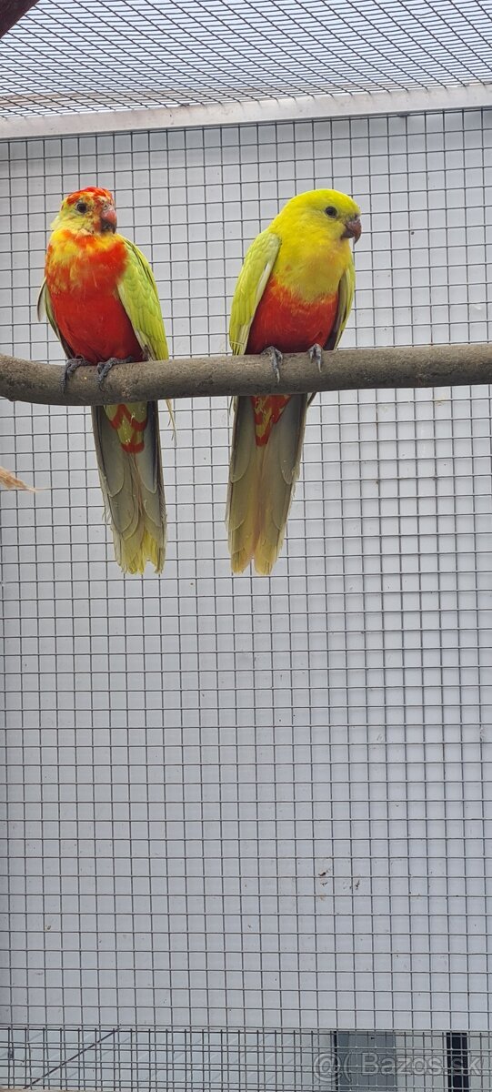 Papagaj kralovsky zlty - 2